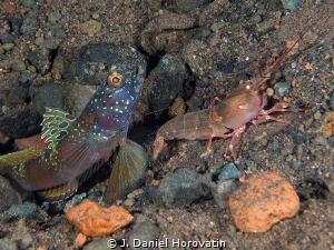 Goby with shrimp by J. Daniel Horovatin 
